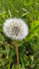 Dandelion flower with fluffy seed head in green grass, nature beauty concept