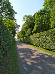 Lush green path lined with tall hedges under clear blue sky inviting for peaceful walks in nature, outdoor recreation and excursion concept