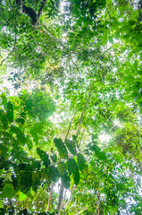 Colombian tropical rainforest, a beautiful and wild landscape. Real natural scene with Andean greenery and native rainforest plants.