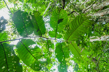 Colombian tropical rainforest, a beautiful and wild landscape. Real natural scene with Andean...