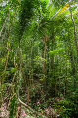 Obraz premium Colombian tropical rainforest, a beautiful and wild landscape. Real natural scene with Andean greenery and native rainforest plants.