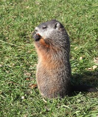 Waldmurmeltier (Marmota monax) im Osten von Kanada