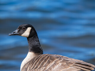 The stately profile of a Canada Goose standing on the shore of the lake at Lake Sammamish State Park, Washington, USA