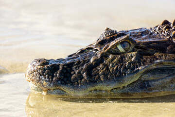 crocodile stranded on the ocean shore
