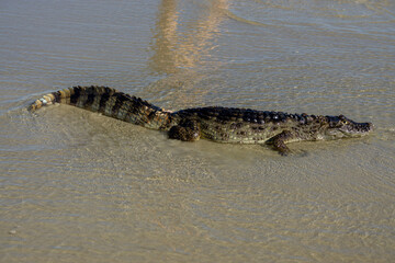 crocodile stranded on the ocean shore