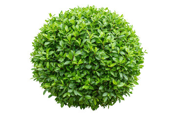 Obraz premium A vibrant, perfectly rounded shrub showcases lush green foliage, a symbol of natural elegance, perfect for landscaping or design.