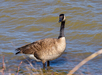 Canadian Goose / Geese make Possum Kingdom Lake their spring time home at Possum Kingdom State Park, Caddo, Texas.