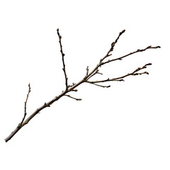A stark image of a bare, intricate branch reaches out. Each twig and bud is detailed, suggesting a season of rest or anticipation. 