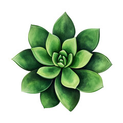 An illustrative succulent with vibrant green petals radiates beauty and simplicity. capturing nature's artistry.