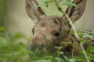A very young moose, hidden in the dense forest, waits motionless for its mother.