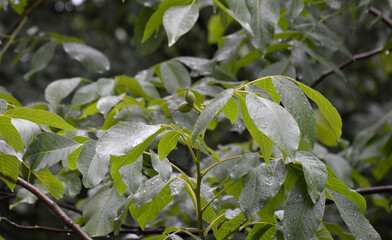 walnut with small fruits under drops of spring rain. growing nuts. growing fruits. spring rain. beauty in nature
