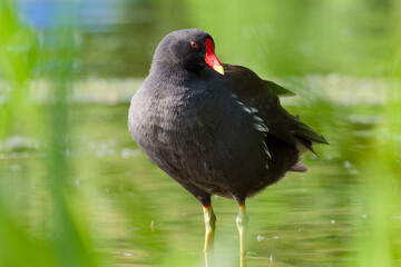 common moorhen is standing in the water close-up