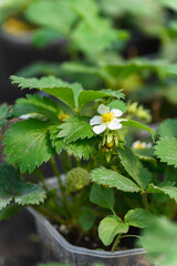 Strawberry plant with flower and unripe berries in pot.