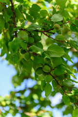 Unripe green apricots growing on tree branch in sunlight.