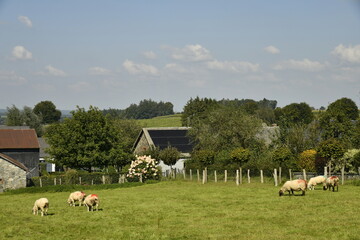 Moutons broutant l'herbe dans l'une des pâtures à Laneuville (Libramont-Chevigny)
