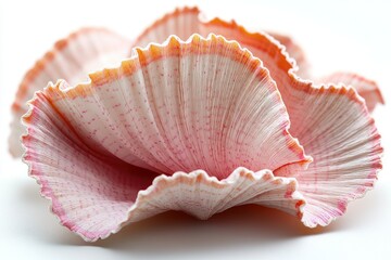 Delicate coral-like fan shell.  Intricate, pink, and white design, delicate and beautiful