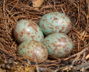 Blue and brown blackbird eggs in a thick nest of twigs