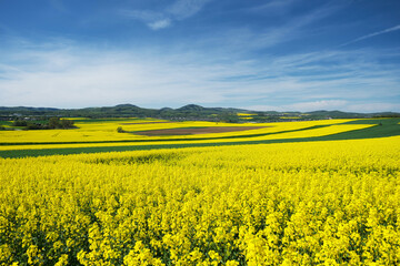 Obraz premium Eifellandschaft bei Mayen und blühende Rapsfelder - Stockfoto