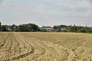 Champs de pommes de terre après semence à Écaussinnes-Lalaing