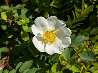 Fototapeta premium Flower of a rose (Rosa) in a British garden