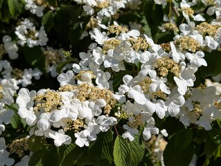 Flowers of Japanese Snowball (Viburnum plicatum)