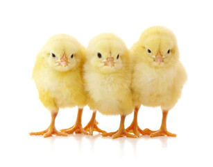 Fototapeta premium Three yellow chickens.