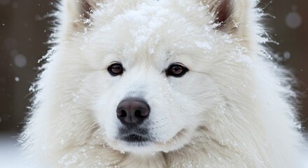 Obraz premium White Samoyed dog portrait in winter landscape snow covered face peaceful expression loyalty companionship purity cold season outdoors