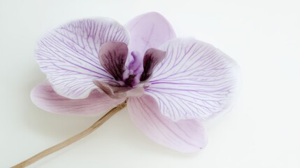 Fototapeta premium Delicate Purple Orchid Flower on White Background Showcasing Intricate Petal Patterns and Soft Color Gradients for Nature and Floral Design Themes