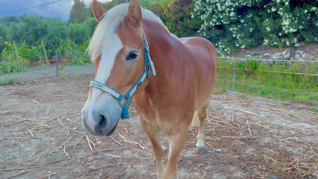 Haflinger horse looking into camera
