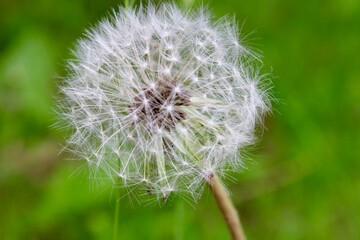 Fototapeta premium dandelion on green