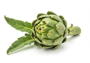 Close up of a fresh green artichoke with leaves on a white background ready to be cooked