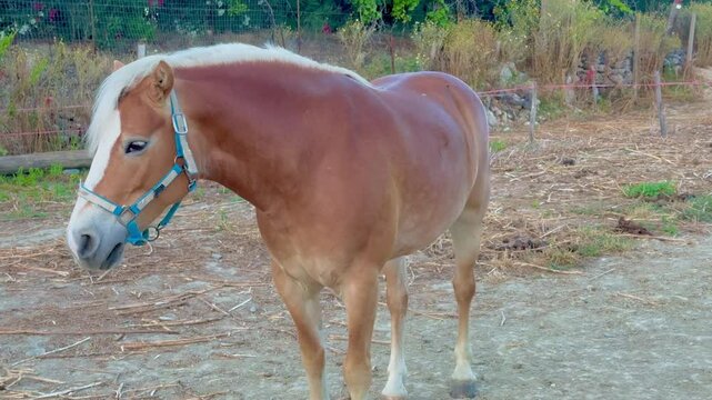 Haflinger horse in the enclosure