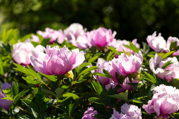 Obraz premium Pink blooming tree peony flowers