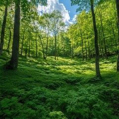 Fototapeta premium Lush forest floor bathed in sunlight