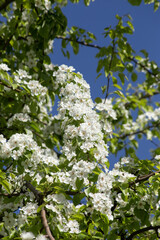 Spring Garden Background with Blooming Tree and White Blossoms Against Blue Sky