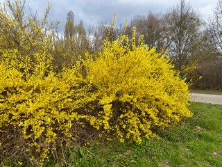 Fototapeta premium A blooming forsythia bush with vibrant yellow flowers in a green public park. The image captures the bright signs of early spring under natural daylight, surrounded by grass and trees.