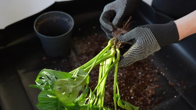 Gardener uncovering roots of monstera monkey mask on a sunny day