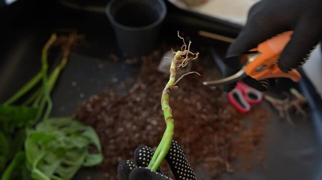 Close up view of a gardeners hands in gloves cutting off roots of a small monstera monkey mask plant