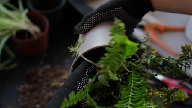 Gardener taking fern plant out of a pot