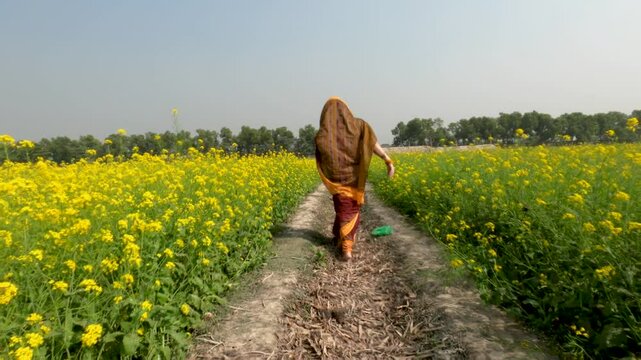 A bengali lady wearing traditional bengali dress called Sharee and walking through mustard field