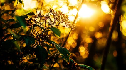 Lush Garden with Flowers Attracting Pollinators in Soft Light