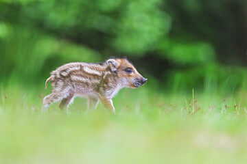 little wild boar (Sus scrofa) running through the meadow