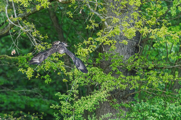 common buzzard (Buteo buteo) flies down from the tree to the prey