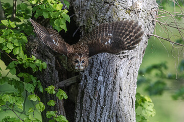 tawny owl (Strix aluco) flies down from the tree to the prey