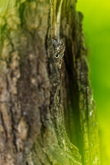 Naklejka premium The Eurasian scops owl (Otus scops) you can just see the eye as it's hidden