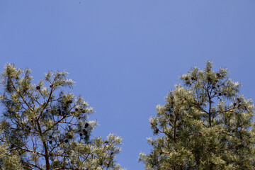 A Majestic Tree Canopy Extending Beautifully Against the Clear, Bright Blue Sky Above Us