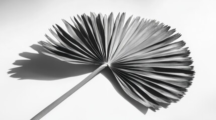 Monochrome palm leaf with shadow on white background.