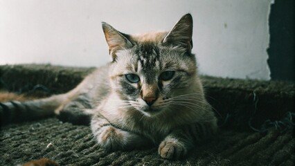 Obraz premium portrait of a cat