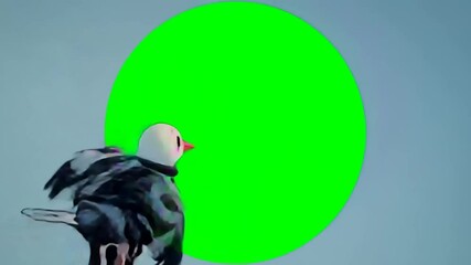 Rubber Hose Style Pigeon flies up in the air to reveal a green screen circle