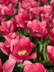 Obraz premium Bright pink tulips blooming densely. Vibrant pink tulips with rich color tones fill the image. A striking garden photo full of depth and intensity.